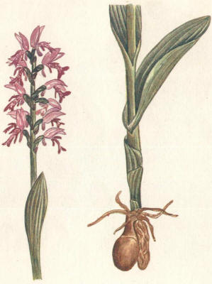 Ятрышник шлемоносный